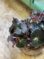 Zdjęcie rośliny Begonia erytrophylla "Black Jungle", ujęcie 2