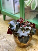 Zdjęcie rośliny Begonia erytrophylla "Black Jungle", ujęcie 3