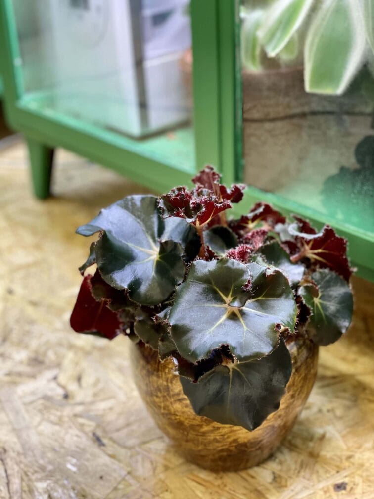 Zdjęcie rośliny Begonia erytrophylla "Black Jungle", ujęcie 3