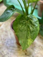 Zdjęcie rośliny Alocasia cucullata variegata, ujęcie 1