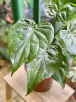 Zdjęcie rośliny Alocasia cucullata variegata, ujęcie 2