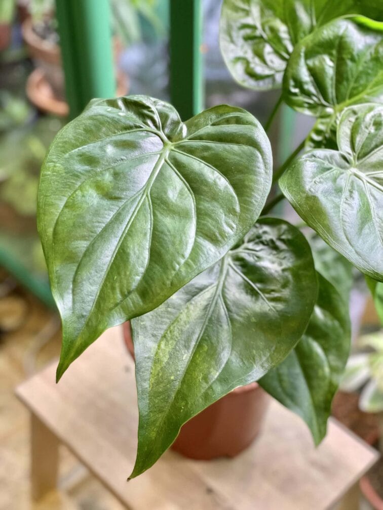 Zdjęcie rośliny Alocasia cucullata variegata, ujęcie 2