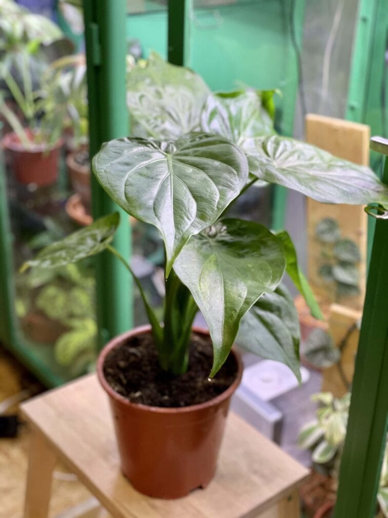 Zdjęcie rośliny Alocasia cucullata variegata, ujęcie 3