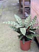 Zdjęcie rośliny Calathea Lancifolia, ujęcie 1