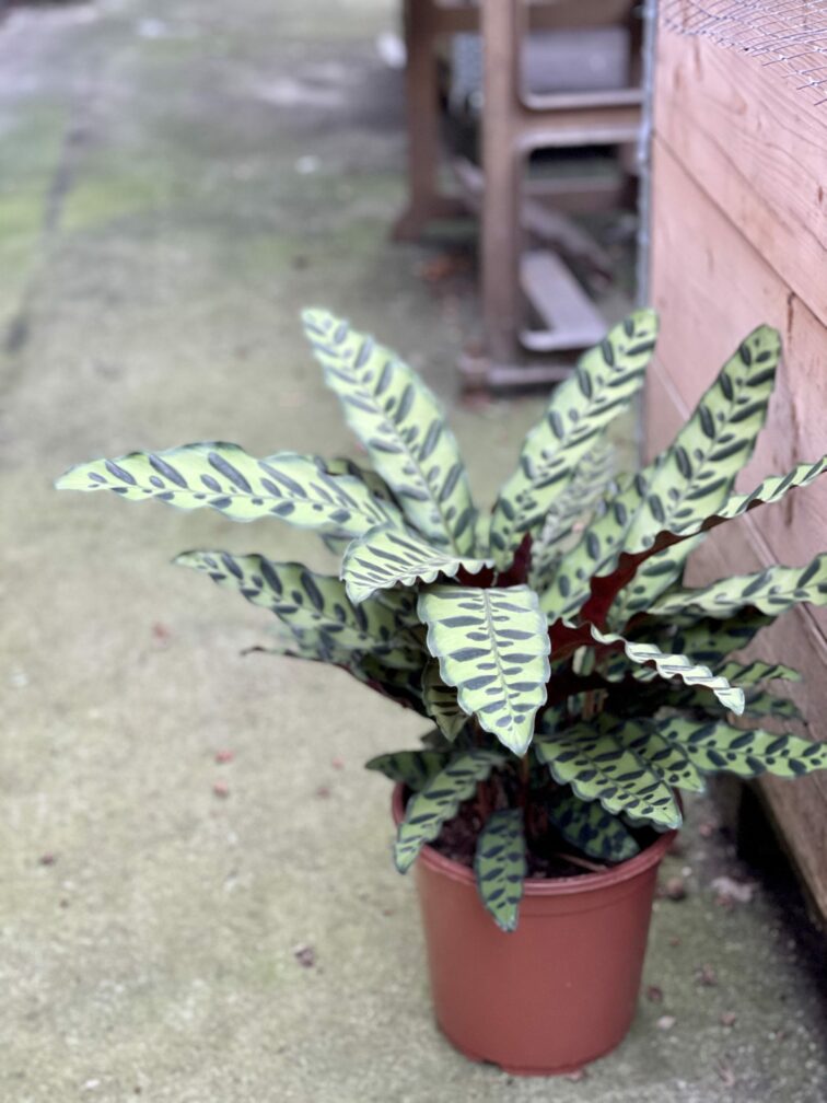 calathea-lancifolia_21x60-1_1612622767.0.jpg Zdjęcie rośliny Calathea Lancifolia, ujęcie 1