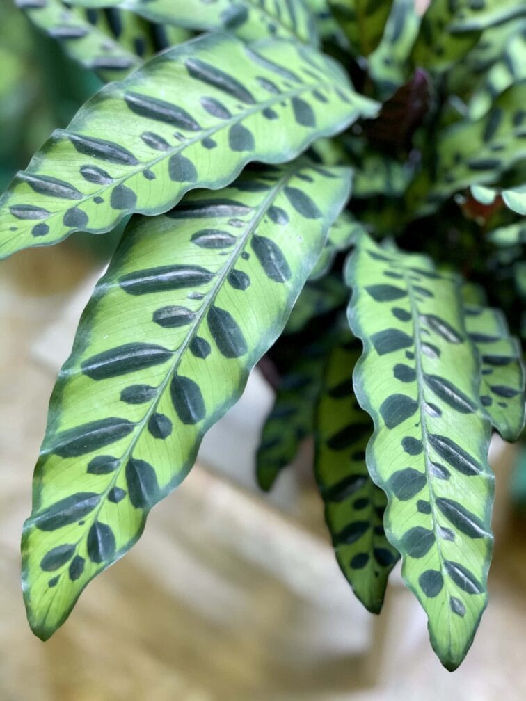 Zdjęcie rośliny Calathea Lancifolia, ujęcie 2