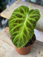 Zdjęcie rośliny Philodendron Verrucosum, ujęcie 1