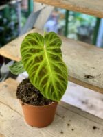 Zdjęcie rośliny Philodendron Verrucosum, ujęcie 3
