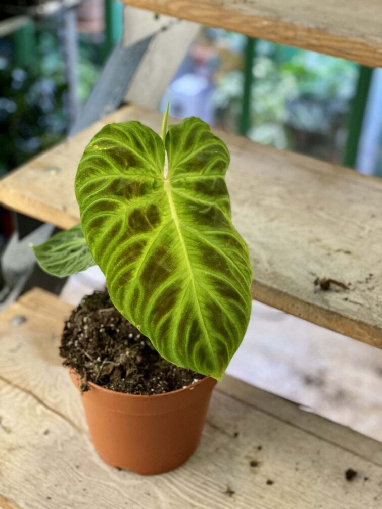 Zdjęcie rośliny Philodendron Verrucosum, ujęcie 3