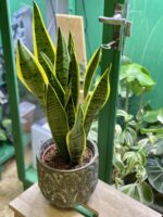 Zdjęcie rośliny Sansevieria Laurenti, ujęcie 1