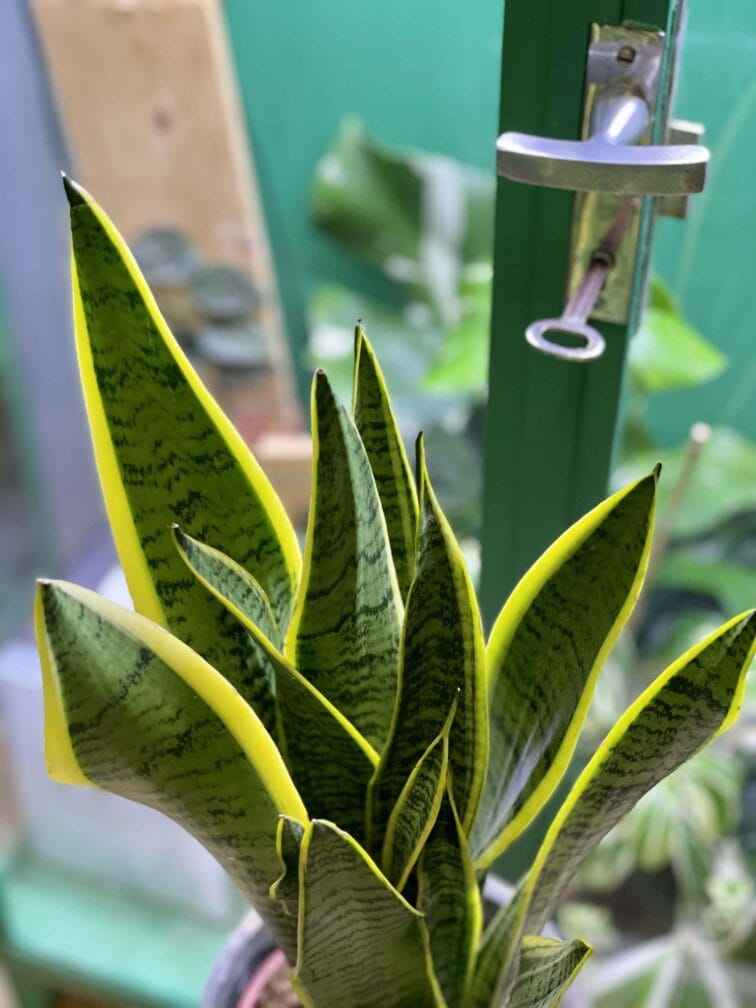 Zdjęcie rośliny Sansevieria Laurenti, ujęcie 2