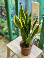 Zdjęcie rośliny Sansevieria Laurenti, ujęcie 3
