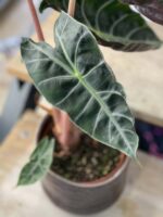 Zdjęcie rośliny Alocasia Pink Dragon, ujęcie 1