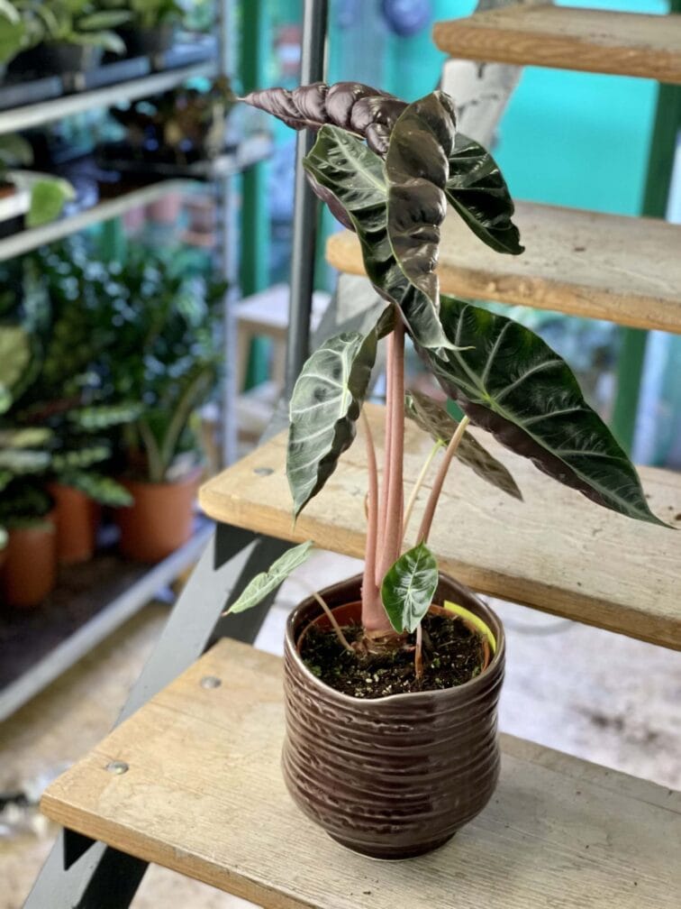 Zdjęcie rośliny Alocasia Pink Dragon, ujęcie 2