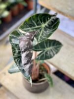 Zdjęcie rośliny Alocasia Pink Dragon, ujęcie 3