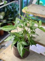 Zdjęcie rośliny Syngonium angustatum, ujęcie 1