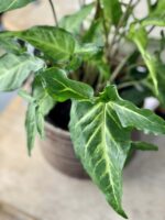 Zdjęcie rośliny Syngonium angustatum, ujęcie 2