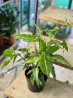 Zdjęcie rośliny Syngonium angustatum, ujęcie 3