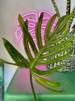 Zdjęcie rośliny Philodendron Elegans, ujęcie 1