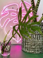 Zdjęcie rośliny Philodendron Elegans, ujęcie 2