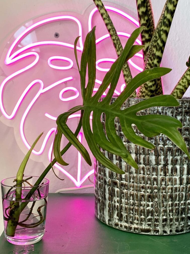 Zdjęcie rośliny Philodendron Elegans, ujęcie 2
