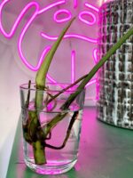 Zdjęcie rośliny Philodendron Elegans, ujęcie 3