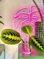 Zdjęcie rośliny Maranta Lemon Lime, ujęcie 1
