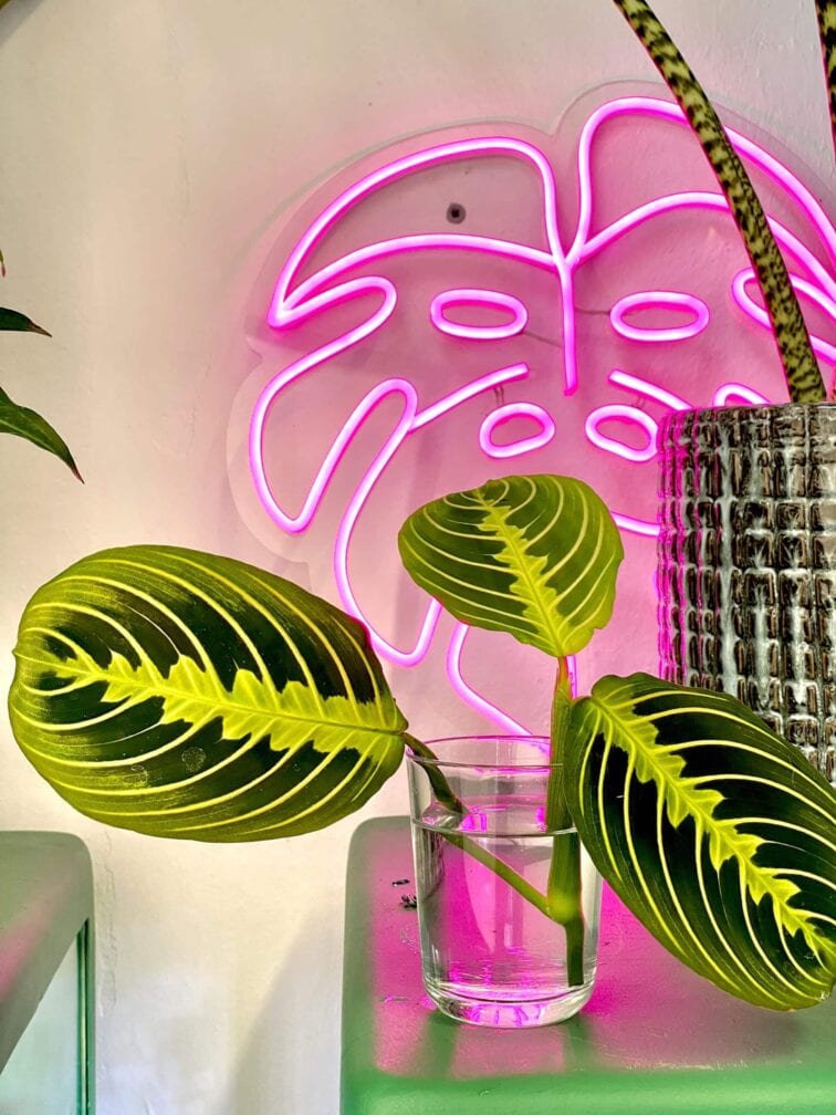 maranta-lemon-lime_1x23-1_1613039548.0.jpg Zdjęcie rośliny Maranta Lemon Lime, ujęcie 1