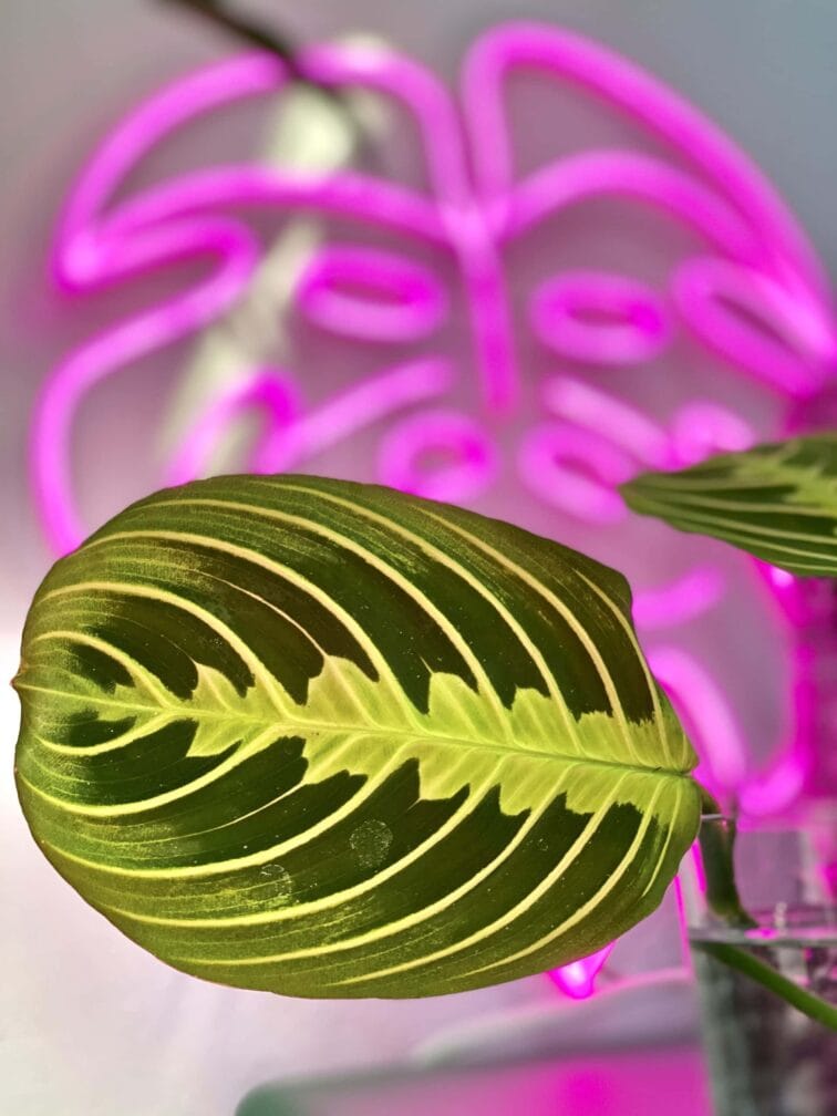 Zdjęcie rośliny Maranta Lemon Lime, ujęcie 2