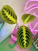 Zdjęcie rośliny Maranta Lemon Lime, ujęcie 3