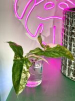 Zdjęcie rośliny Syngonium Podophyllum Albo Variegata, ujęcie 1
