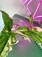 Zdjęcie rośliny Syngonium Podophyllum Albo Variegata, ujęcie 3