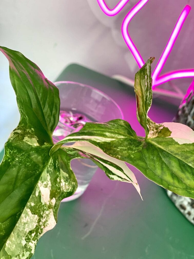 Zdjęcie rośliny Syngonium Podophyllum Albo Variegata, ujęcie 3