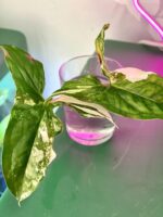 Zdjęcie rośliny Syngonium Podophyllum Albo Variegata, ujęcie 4