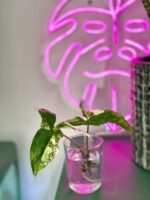 Zdjęcie rośliny Syngonium Podophyllum Albo Variegata, ujęcie 5