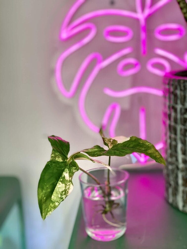 Zdjęcie rośliny Syngonium Podophyllum Albo Variegata, ujęcie 5