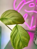 Zdjęcie rośliny Monstera Pinnatipartida, ujęcie 2