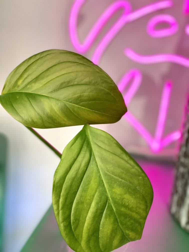 Zdjęcie rośliny Monstera Pinnatipartida, ujęcie 2