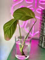 Zdjęcie rośliny Monstera Pinnatipartida, ujęcie 3