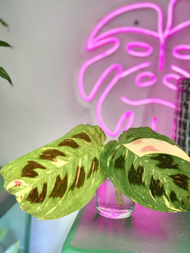 Zdjęcie rośliny Marantha Kerchoveana Variegata, ujęcie 1