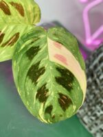 Zdjęcie rośliny Marantha Kerchoveana Variegata, ujęcie 2