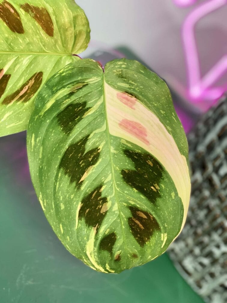 Zdjęcie rośliny Marantha Kerchoveana Variegata, ujęcie 2