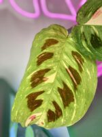 Zdjęcie rośliny Marantha Kerchoveana Variegata, ujęcie 3