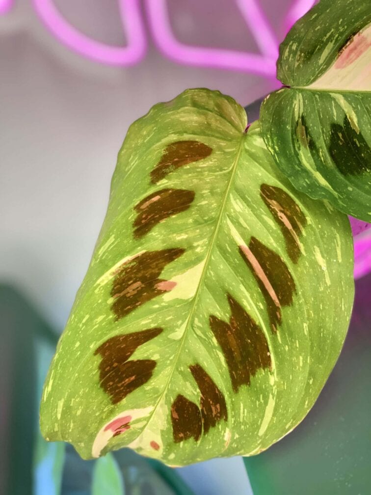 Zdjęcie rośliny Marantha Kerchoveana Variegata, ujęcie 3
