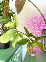 Zdjęcie rośliny Syngonium Angustatum 1, ujęcie 1