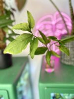 Zdjęcie rośliny Syngonium Angustatum 1, ujęcie 3