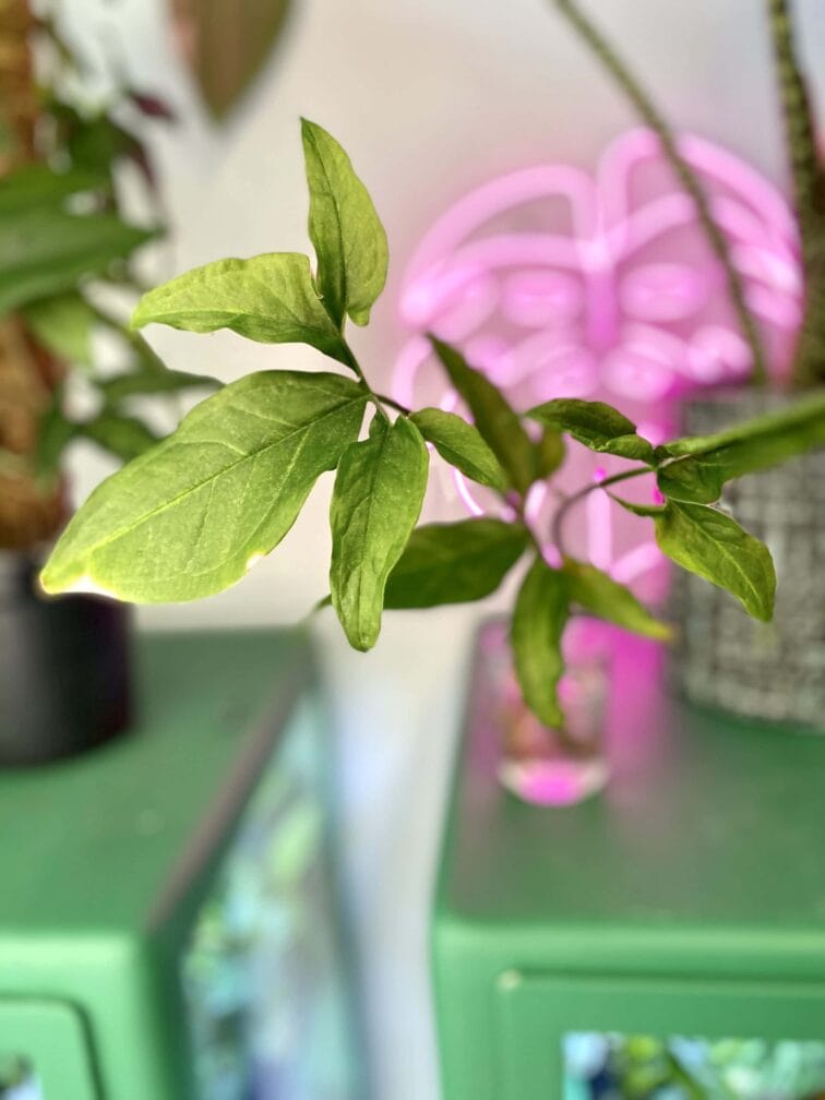 Zdjęcie rośliny Syngonium Angustatum 1, ujęcie 3