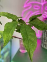 Zdjęcie rośliny Syngonium Angustatum 2, ujęcie 1