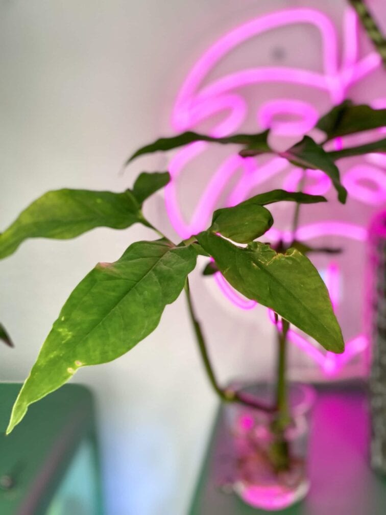 Zdjęcie rośliny Syngonium Angustatum 2, ujęcie 2