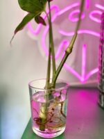 Zdjęcie rośliny Syngonium Angustatum 2, ujęcie 3
